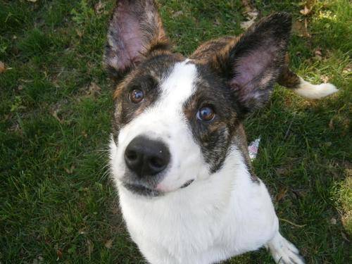 Columbus Dog Trainer submits a fear aggression case study